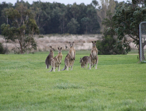 mini tennis world spectators - kangaroos